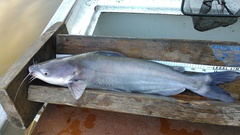 Ictalurus furcatus