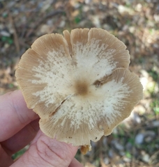 Clitocybe salmonilamella