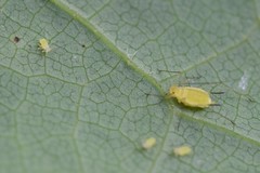 Illinoia liriodendri