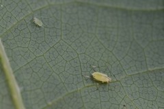 Illinoia liriodendri
