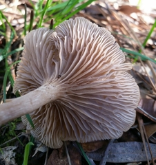 Clitocybe salmonilamella