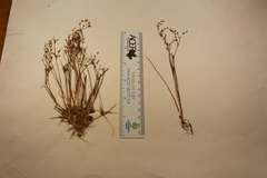 Juncus pelocarpus