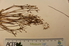 Juncus pelocarpus