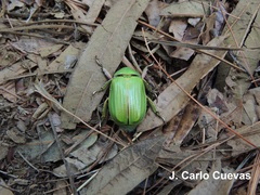 Chrysina