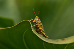 Agesander ruficornis