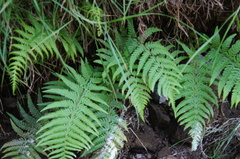 Amauropelta argentina