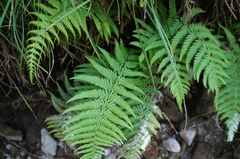 Amauropelta argentina