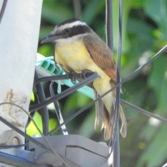 Pitangus sulphuratus