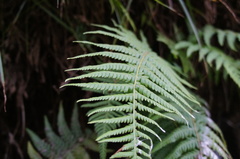 Amauropelta argentina