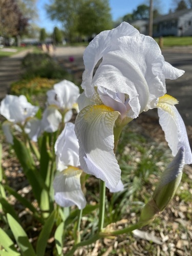 Iris florentina