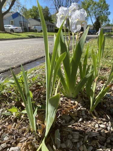 Iris florentina