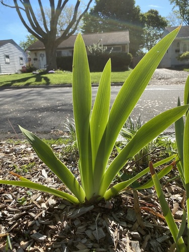 Iris florentina