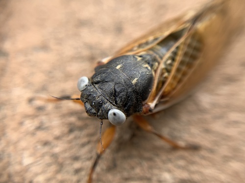 Cassin's 17-year Cicada