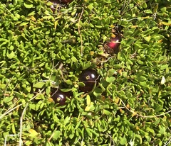 Coprosma atropurpurea