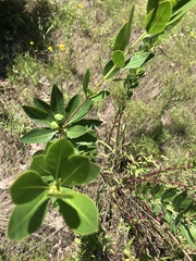 Stillingia sylvatica