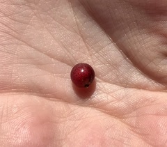 Coprosma atropurpurea