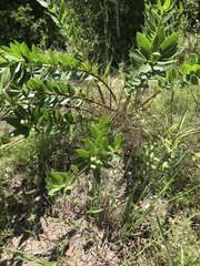 Stillingia sylvatica