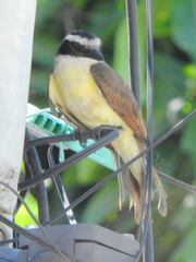 Pitangus sulphuratus