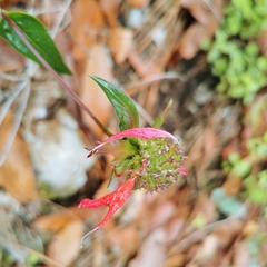 Monarda pringlei