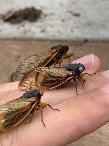 Cassin's 17-year Cicada