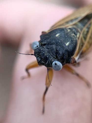 Cassin's 17-year Cicada photographed in Ohio