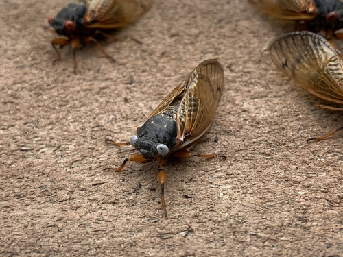 Cassin's 17-year Cicada
