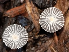 Narcissea patouillardii