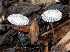 Narcissea patouillardii