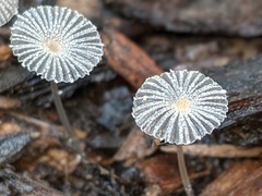 Narcissea patouillardii