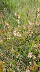 Vaccinium angustifolium image