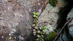Epilobium brunnescens