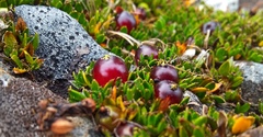 Coprosma atropurpurea