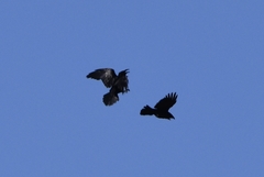 Corvus corax kamtschaticus