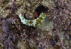 Miamira flavicostata