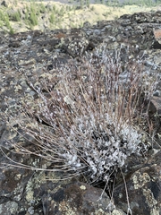 Eriogonum niveum