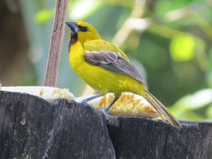 Yellow Oriole photo 3