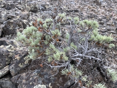 Artemisia rigida