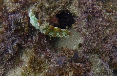 Miamira flavicostata