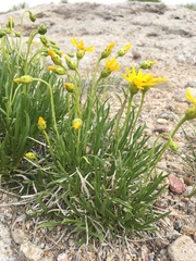 Stenotus armerioides