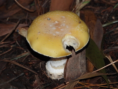 Amanita toxica