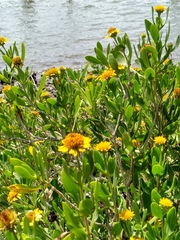 Borrichia frutescens image