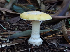 Amanita toxica