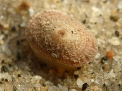 Diodora arnoldi