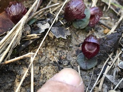 Corybas undulatus