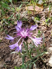 Centaurea graminifolia