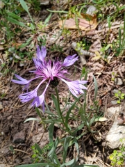 Centaurea graminifolia