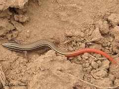 Vanzosaura rubricauda