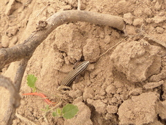 Vanzosaura rubricauda