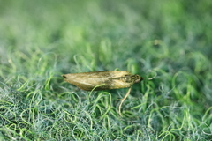 Sciota fumella