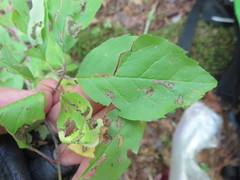 Ilex mucronata image